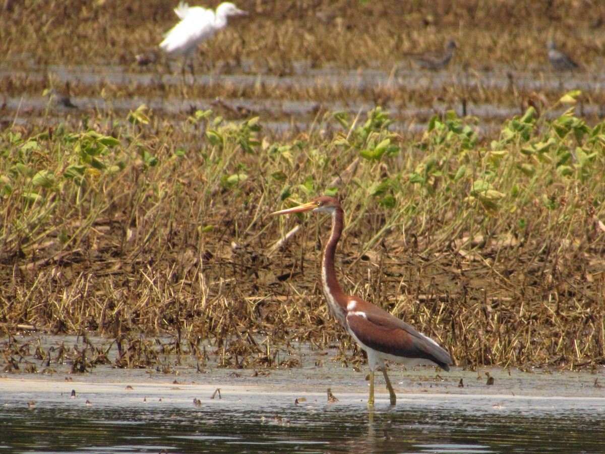 Tricolored Heron - ML622104483