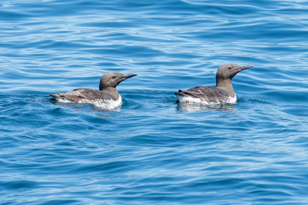 Common Murre - Mark Gordon