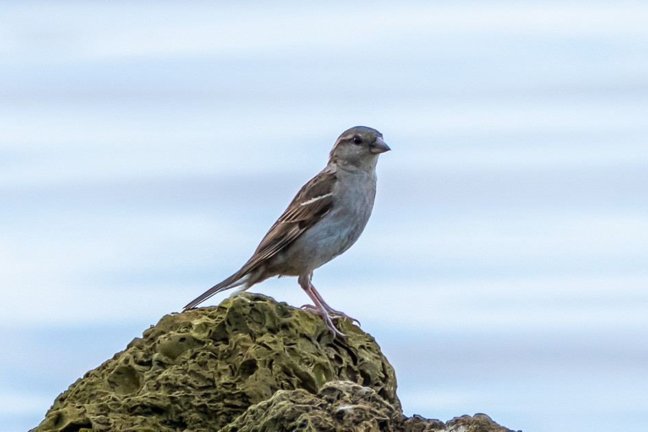 House Sparrow - ML622104504