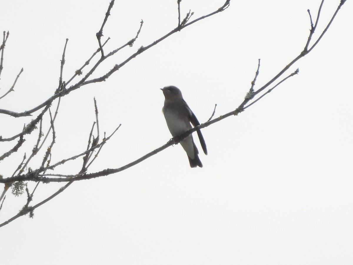 Northern Rough-winged Swallow - Mark Stevens