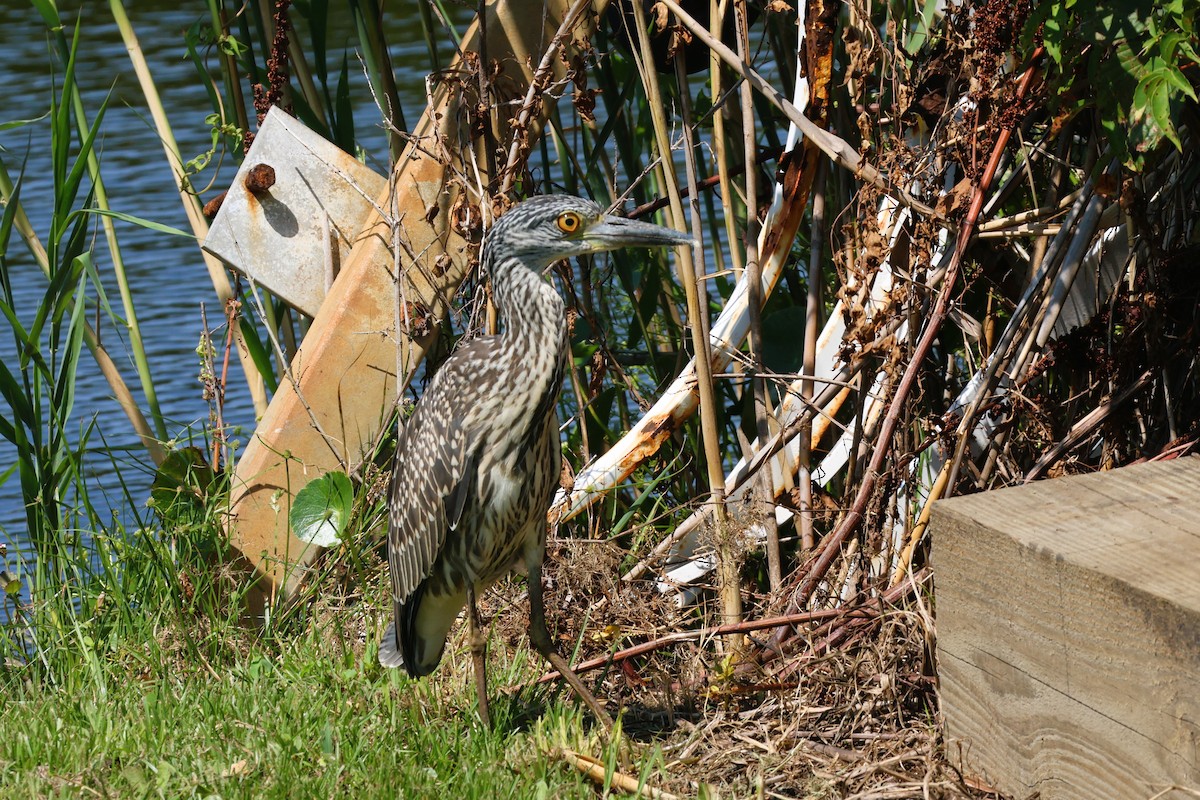 Yellow-crowned Night Heron - Audrey Whitlock