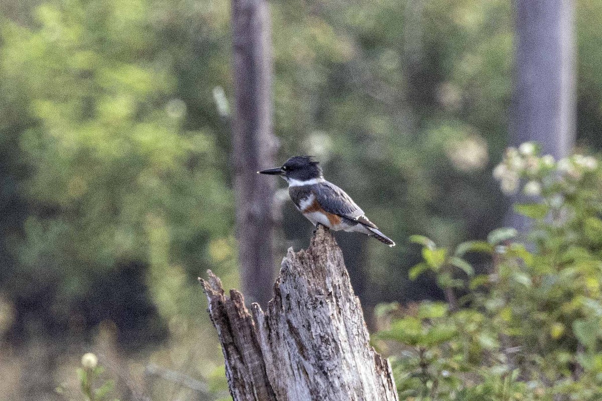 Belted Kingfisher - ML622104546