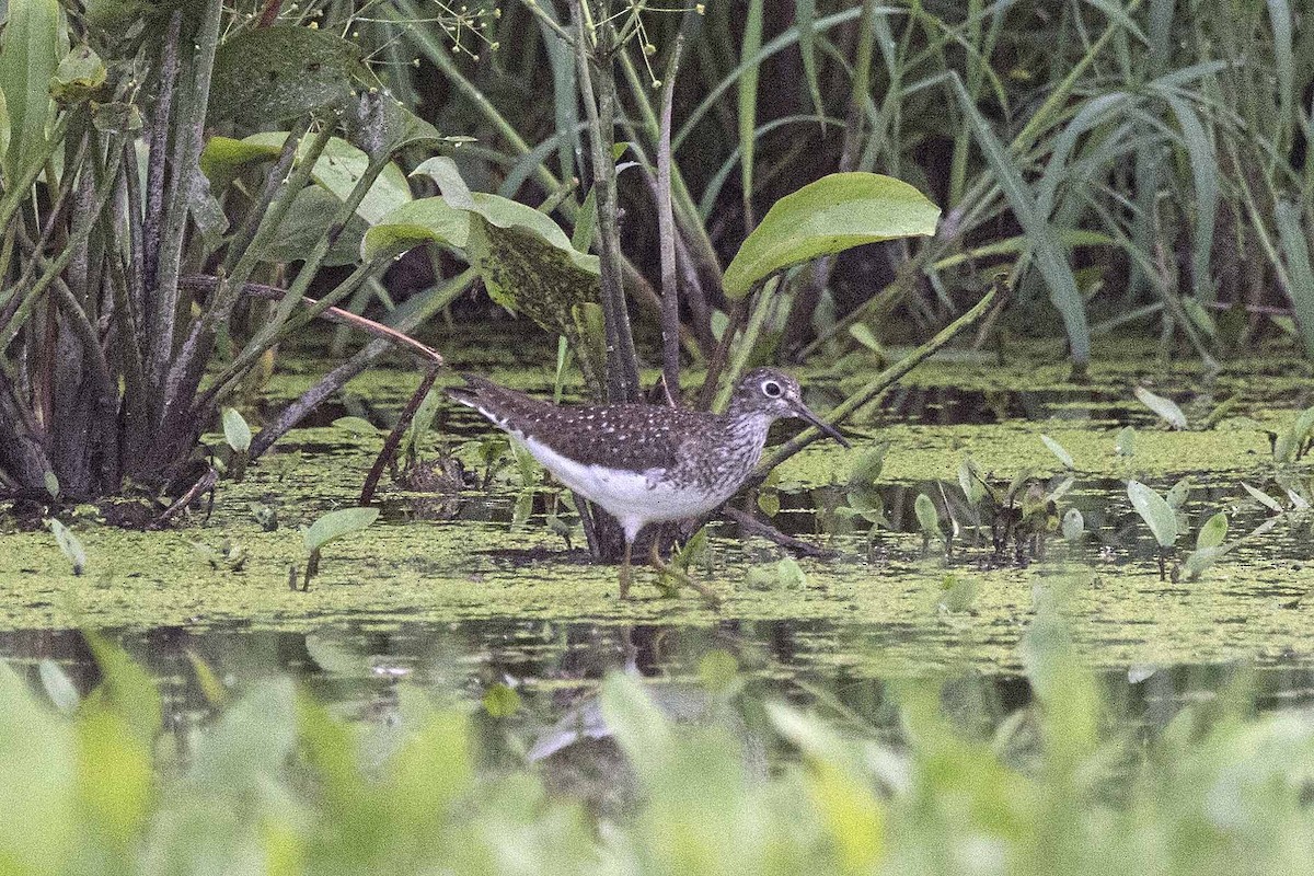 Solitary Sandpiper - Anonymous