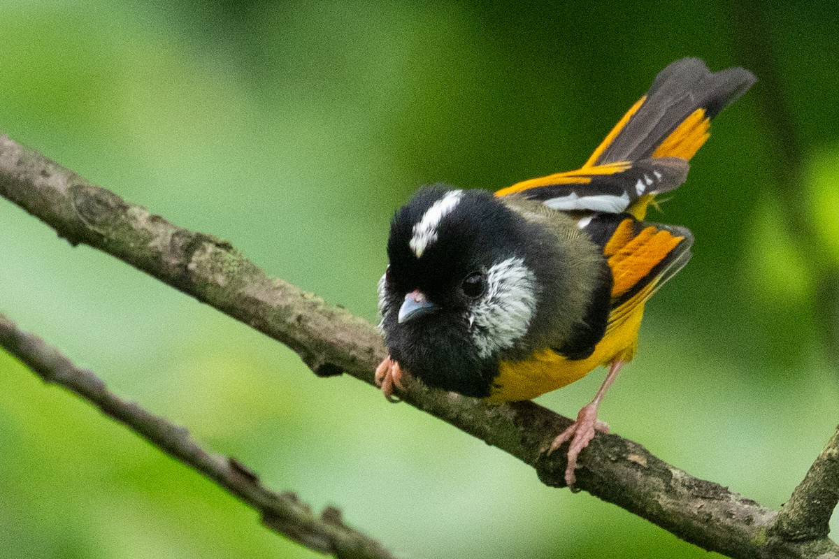 Golden-breasted Fulvetta - ML622104561