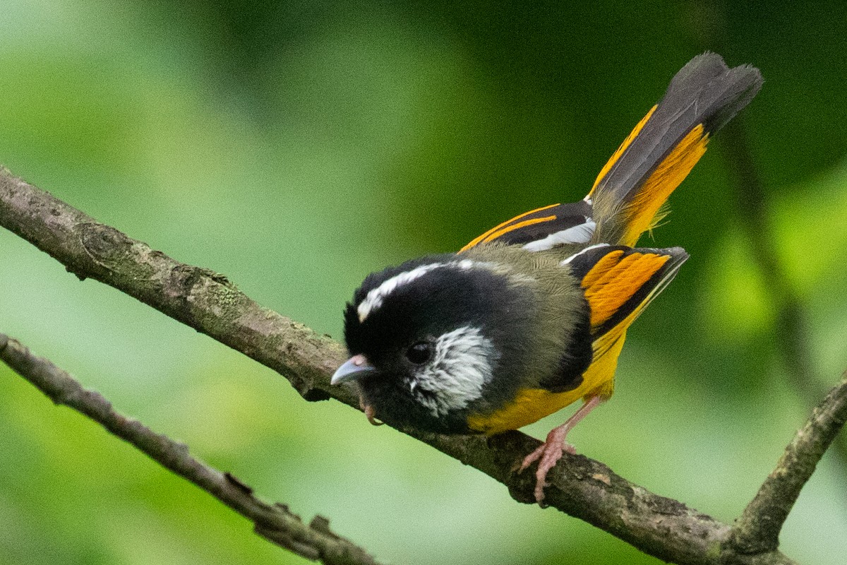 Golden-breasted Fulvetta - ML622104562