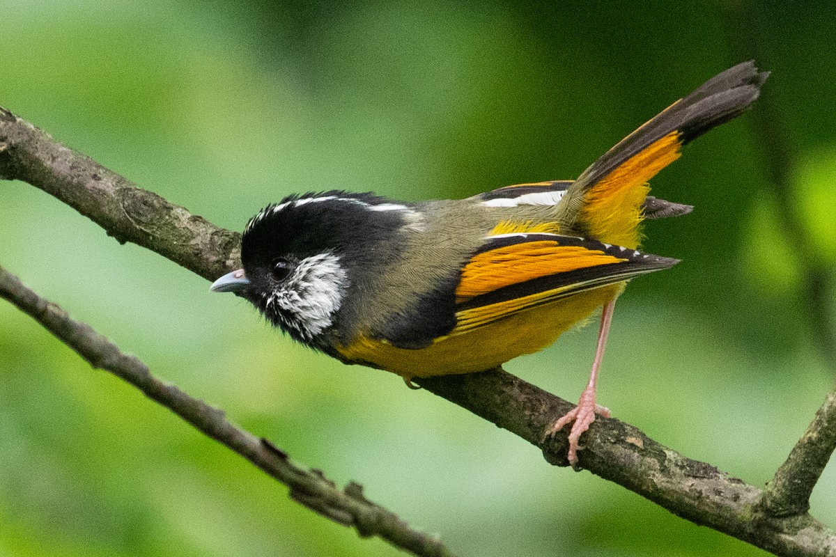 Golden-breasted Fulvetta - Sue Wright