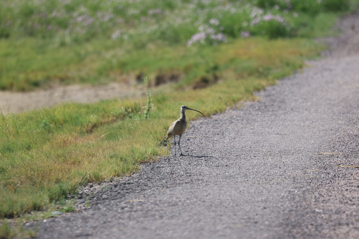 Long-billed Curlew - Michael Willison