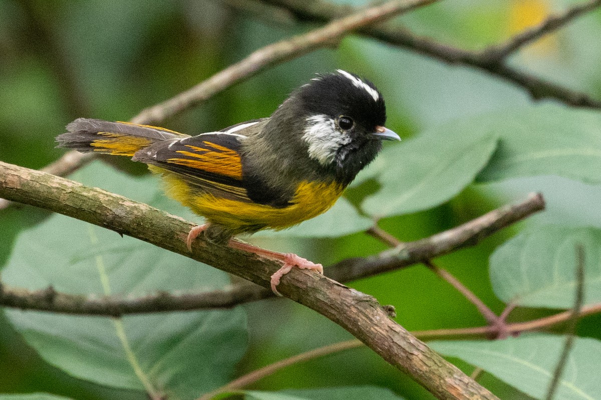 Golden-breasted Fulvetta - ML622104567