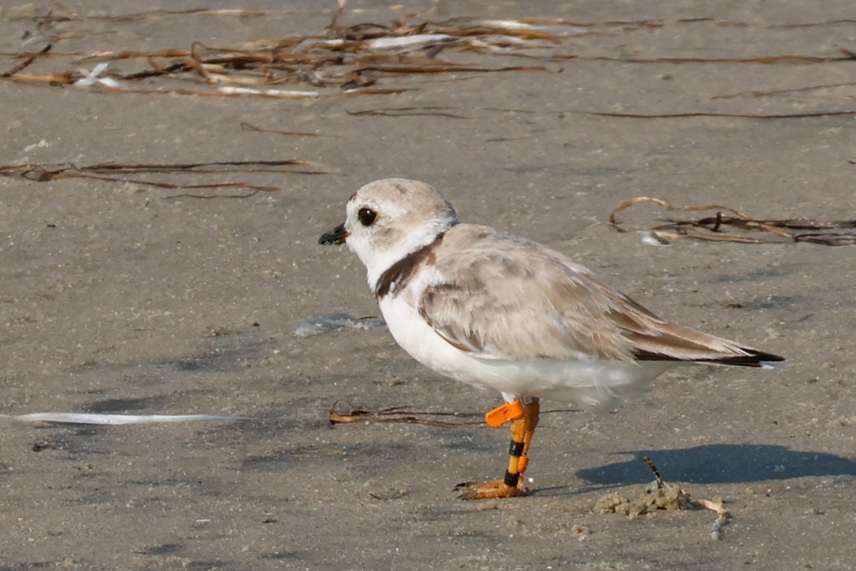 Piping Plover - Audrey Whitlock