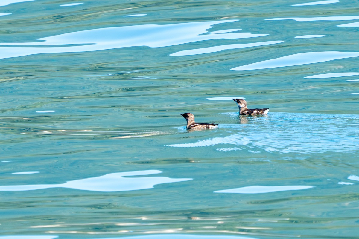 Guillemot marbré - ML622104576