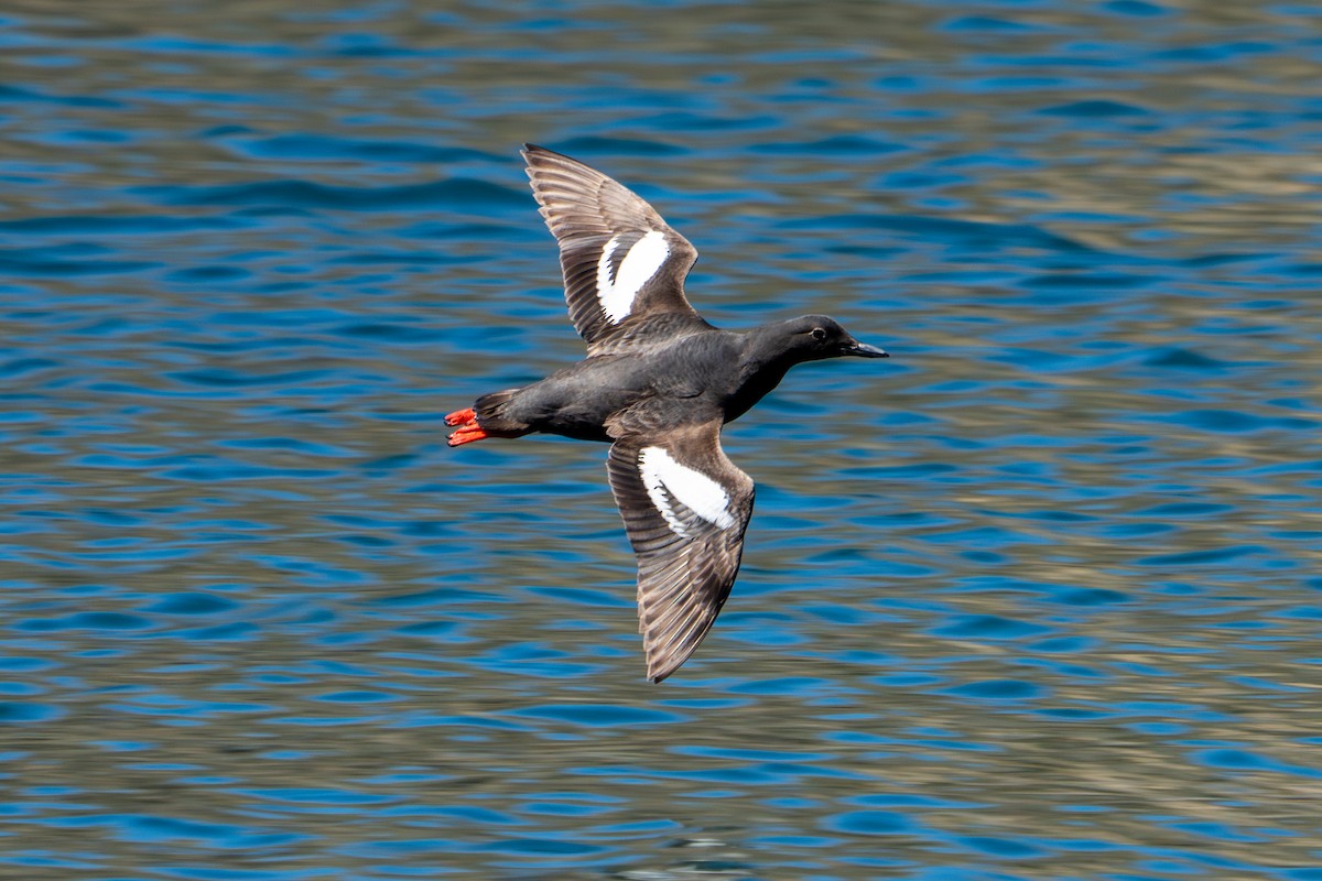 Guillemot colombin - ML622104579