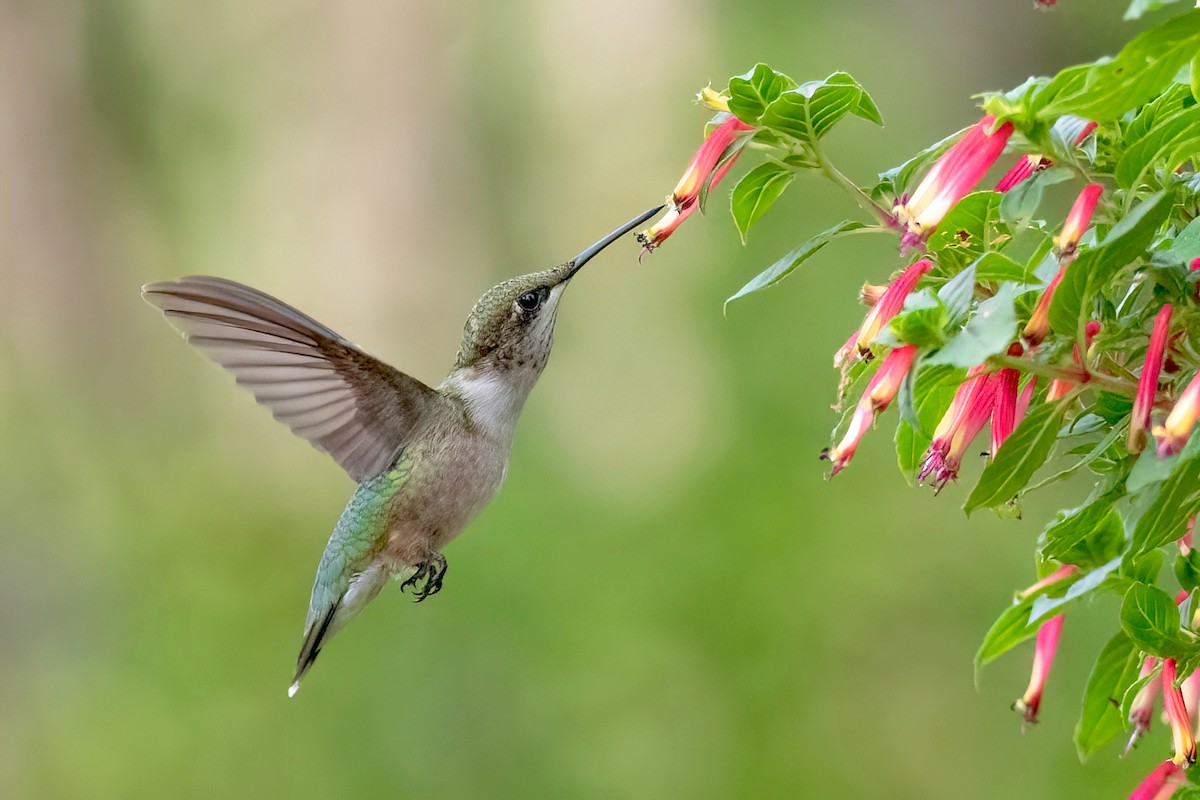 Colibri à gorge rubis - ML622104582