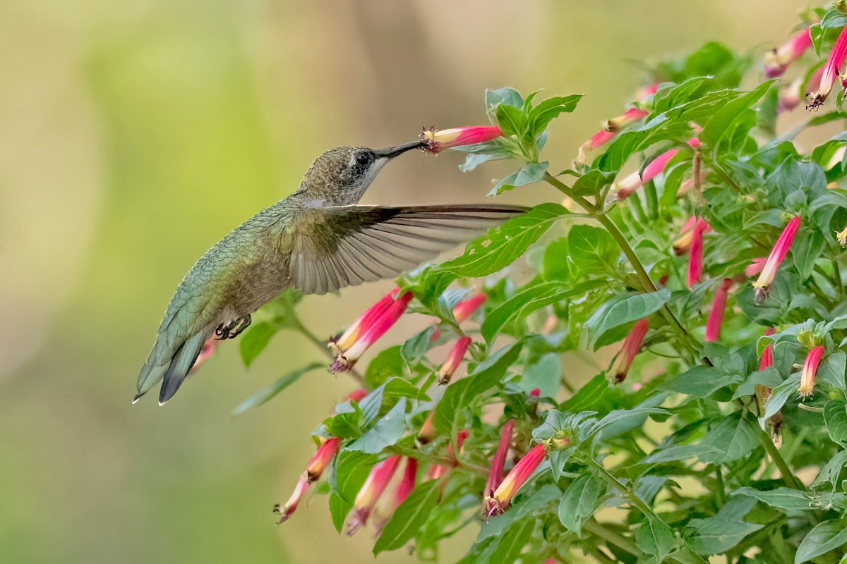 Colibri à gorge rubis - ML622104584