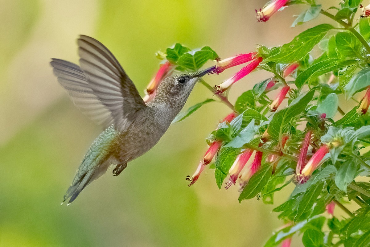 Colibri à gorge rubis - ML622104586