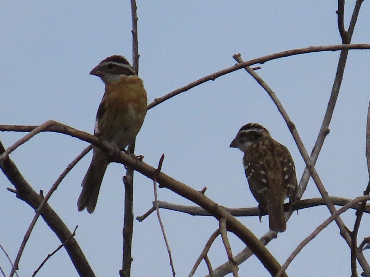 Black-headed Grosbeak - ML622104600