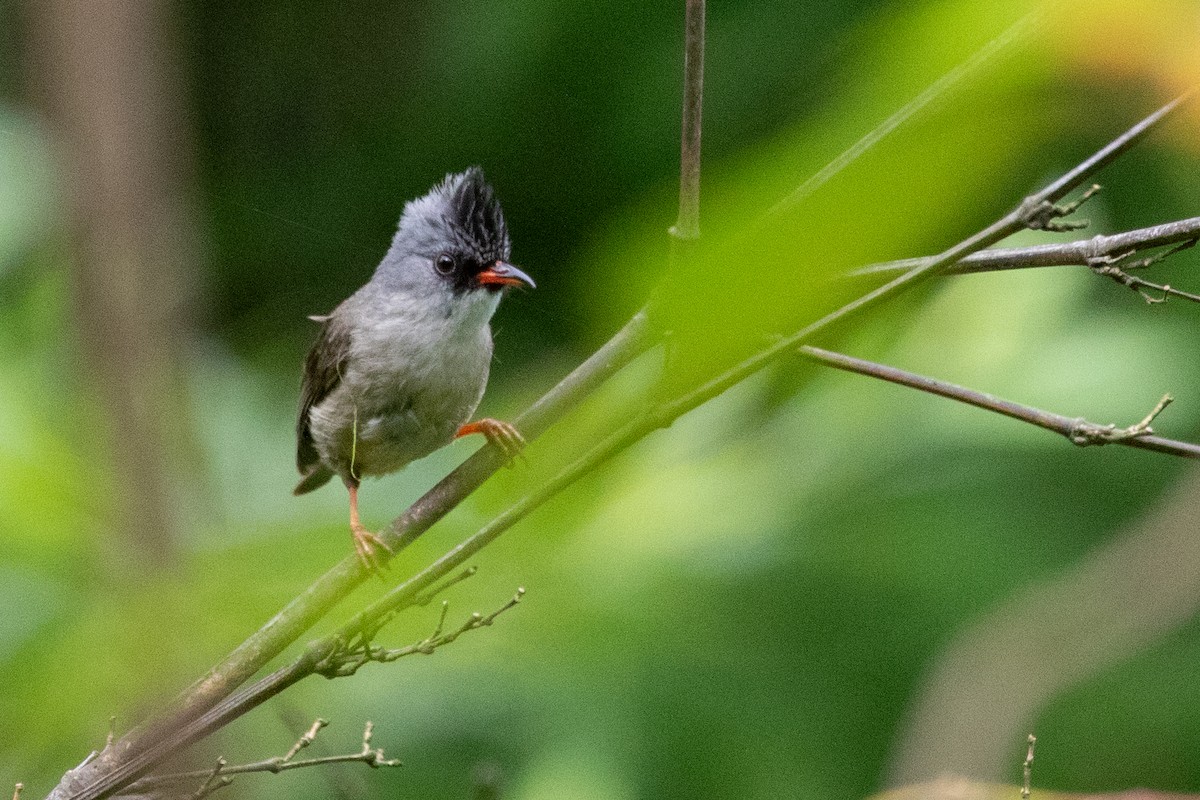 Black-chinned Yuhina - ML622104603