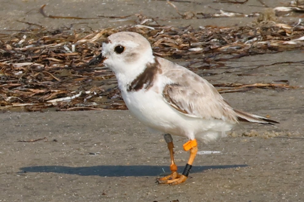 Piping Plover - Audrey Whitlock