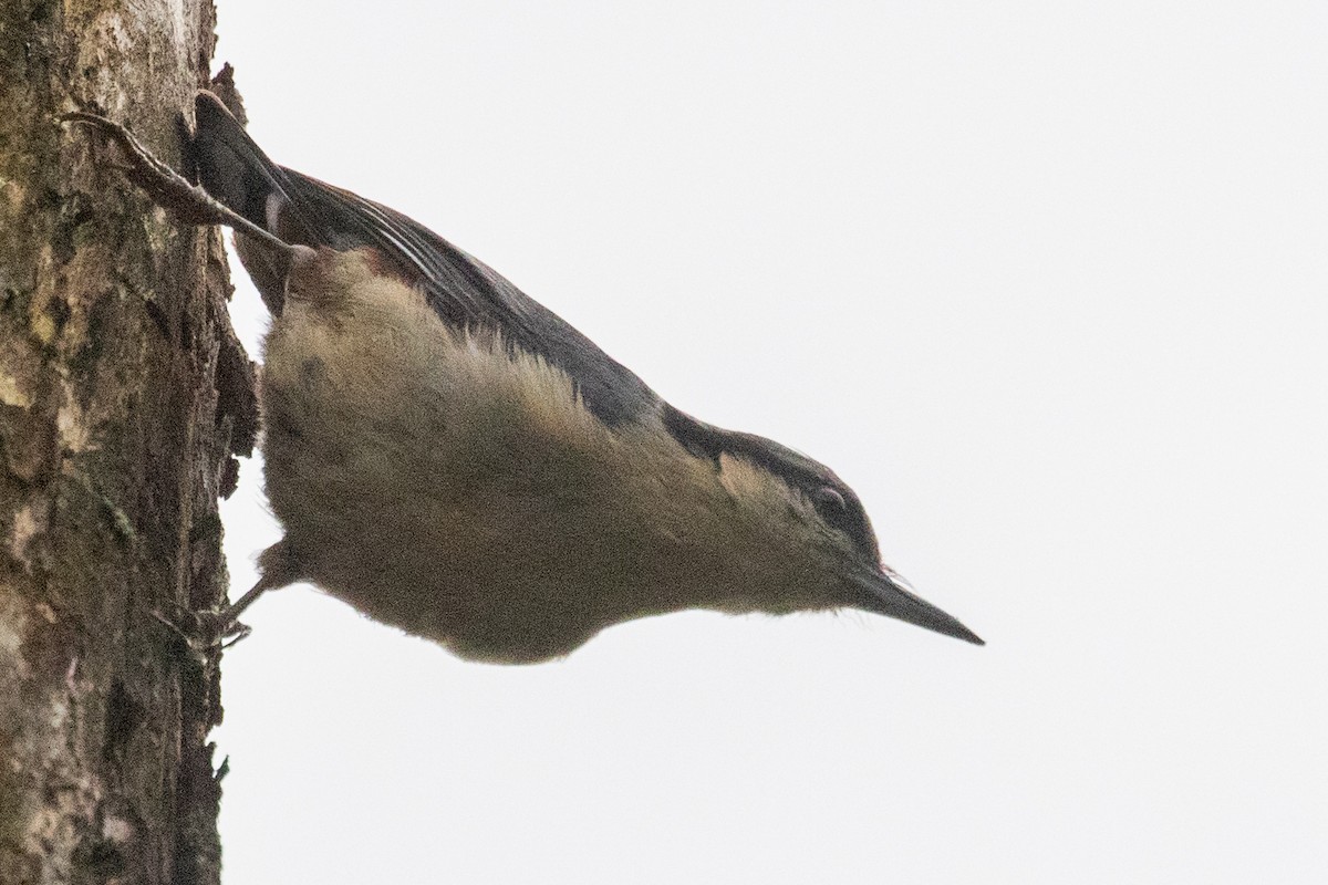 Chestnut-vented Nuthatch - ML622104616