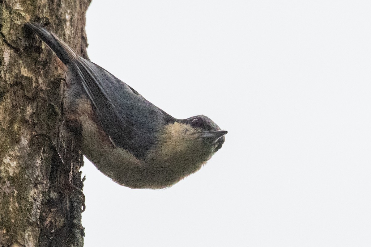 Chestnut-vented Nuthatch - ML622104619