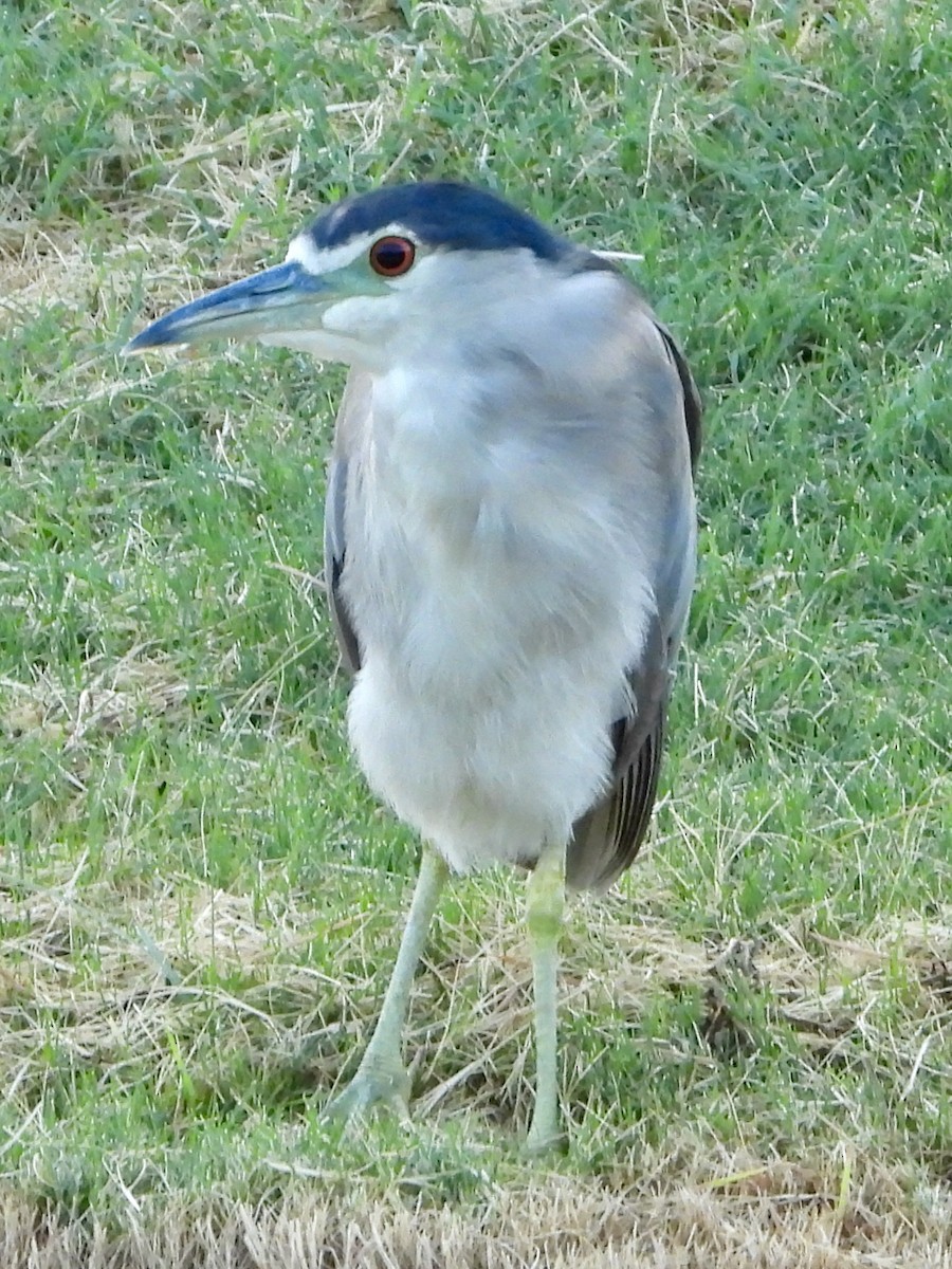 Black-crowned Night Heron - ML622104641