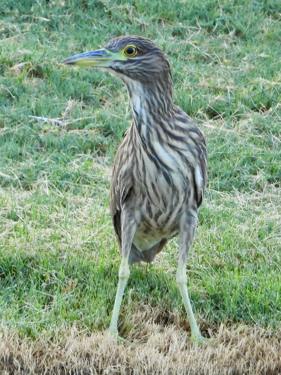 Black-crowned Night Heron - ML622104645