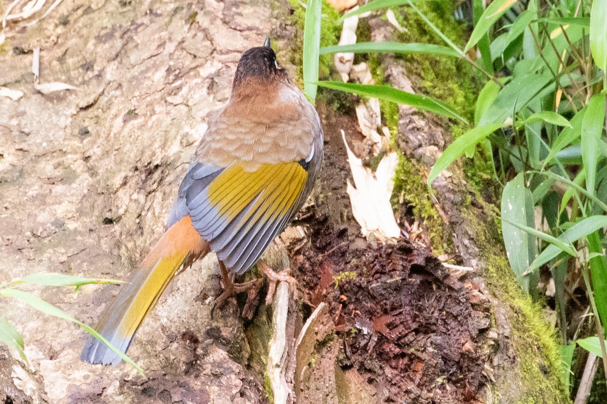 Black-faced Laughingthrush - ML622104654