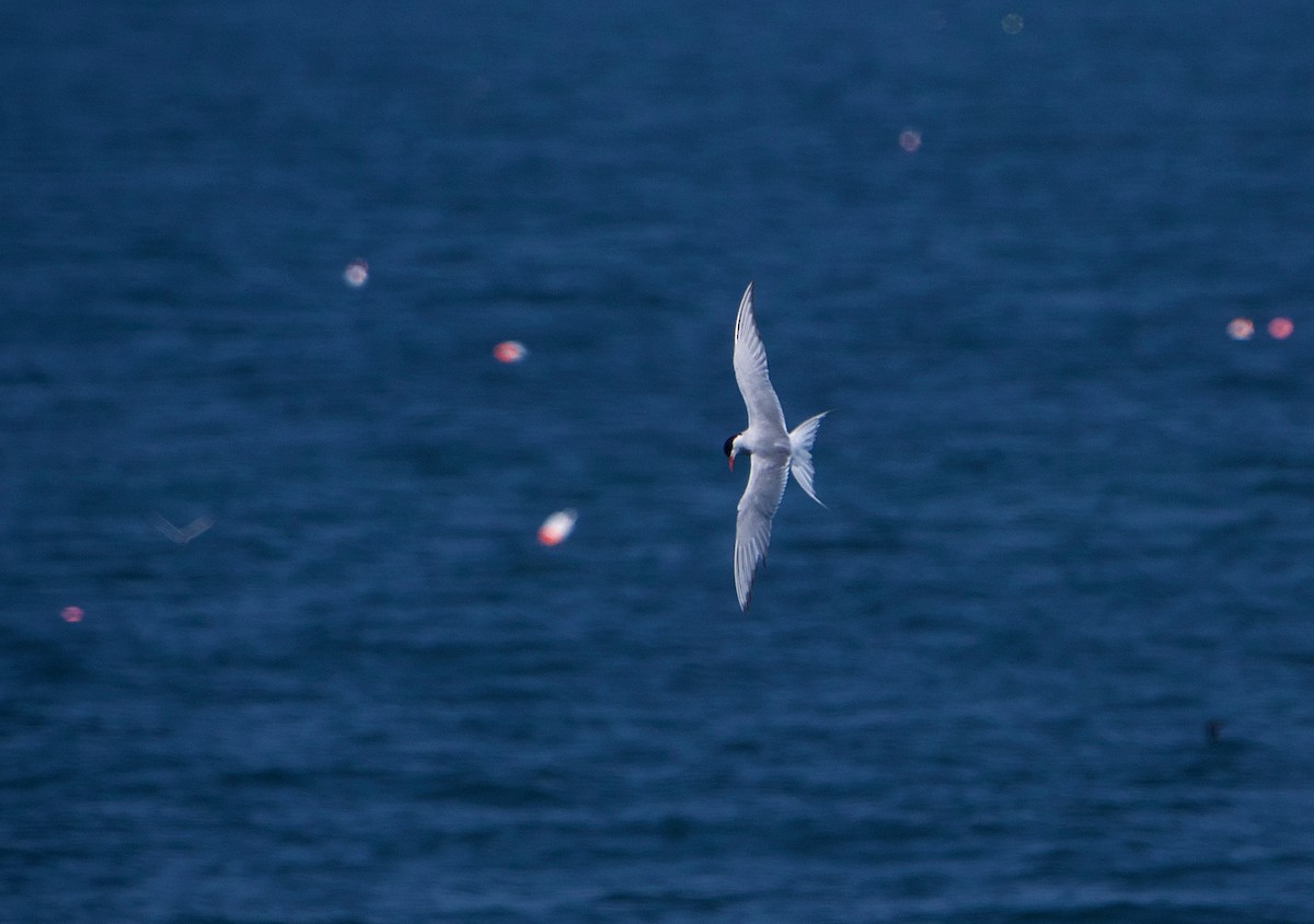 Arctic Tern - ML622104672