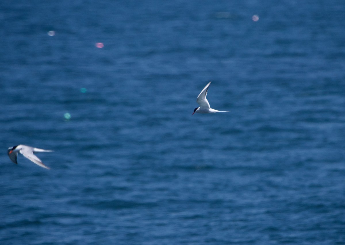 Arctic Tern - ML622104674