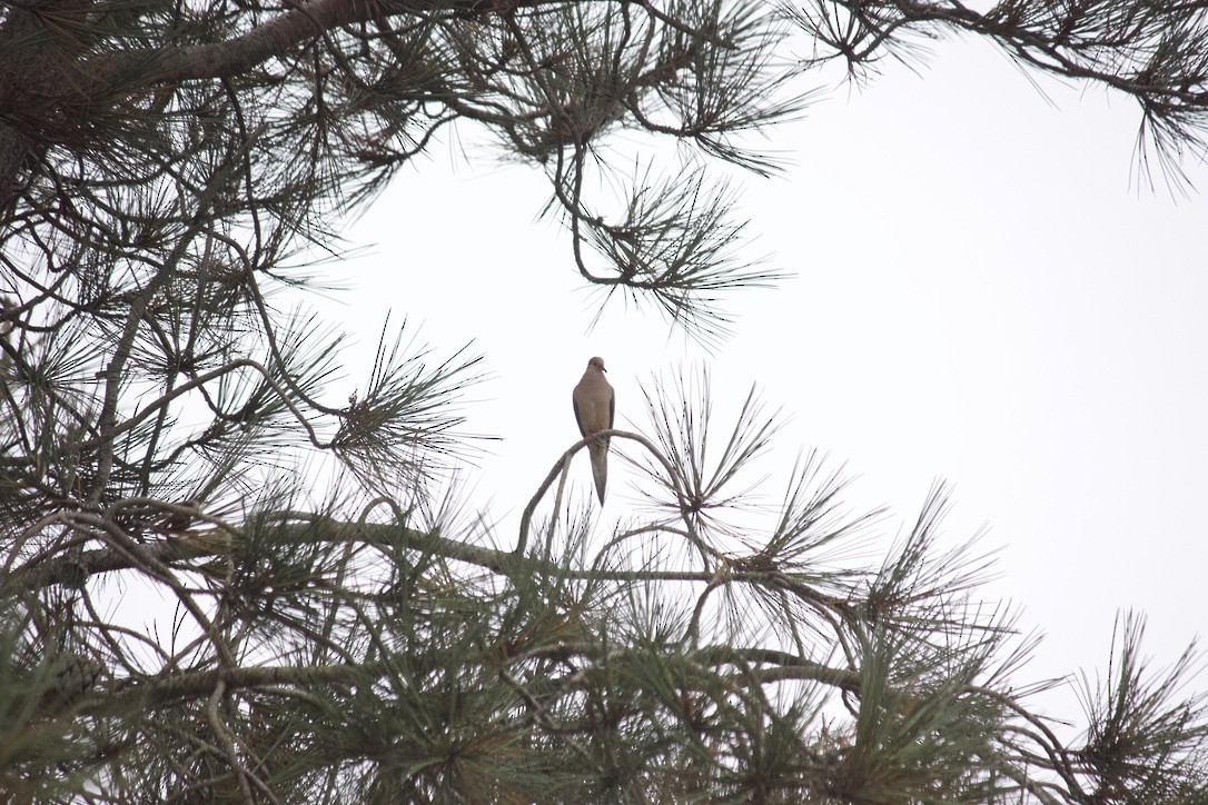 Mourning Dove - ML622104690