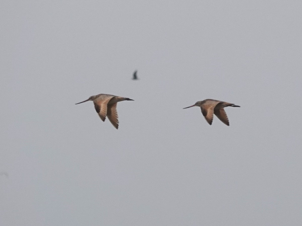 Marbled Godwit - Norman Uyeda