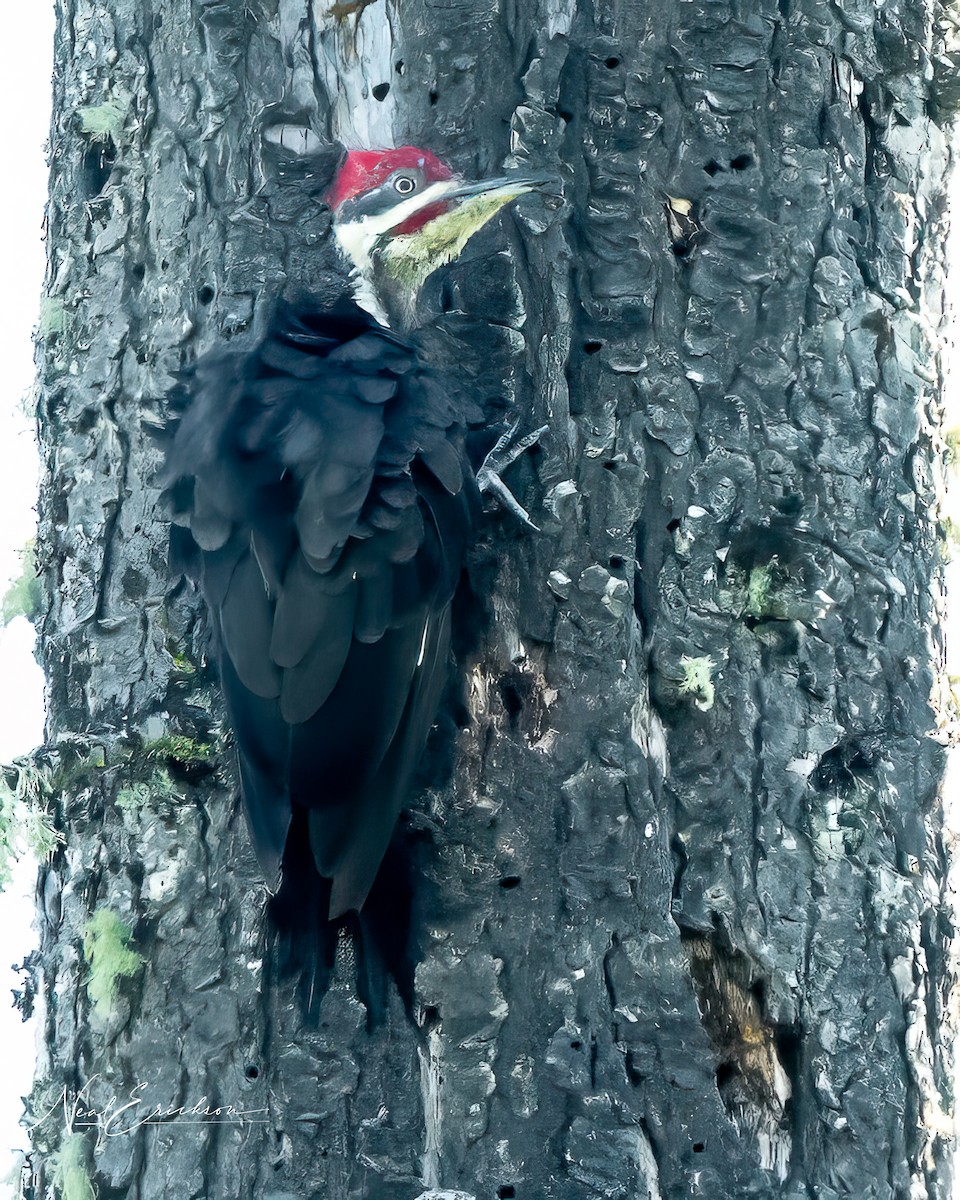Pileated Woodpecker - ML622104716