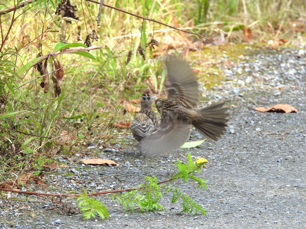 White-crowned Sparrow - ML622104717