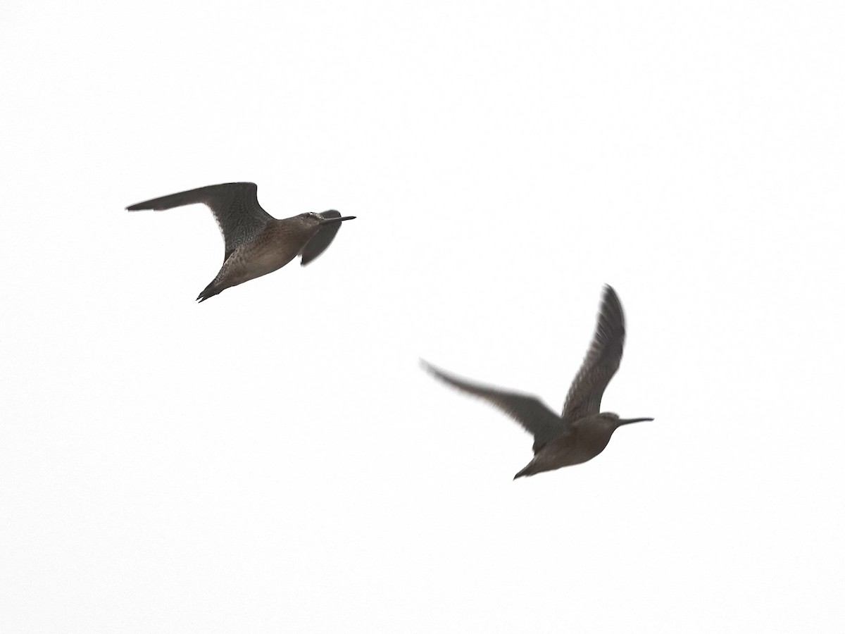 Short-billed Dowitcher - ML622104718