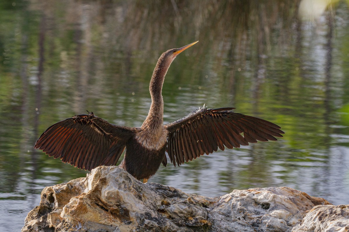 Anhinga - ML622104719