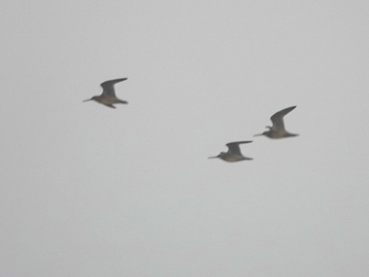 Short-billed Dowitcher - ML622104720