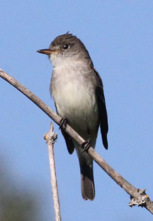 Willow Flycatcher - ML622104722