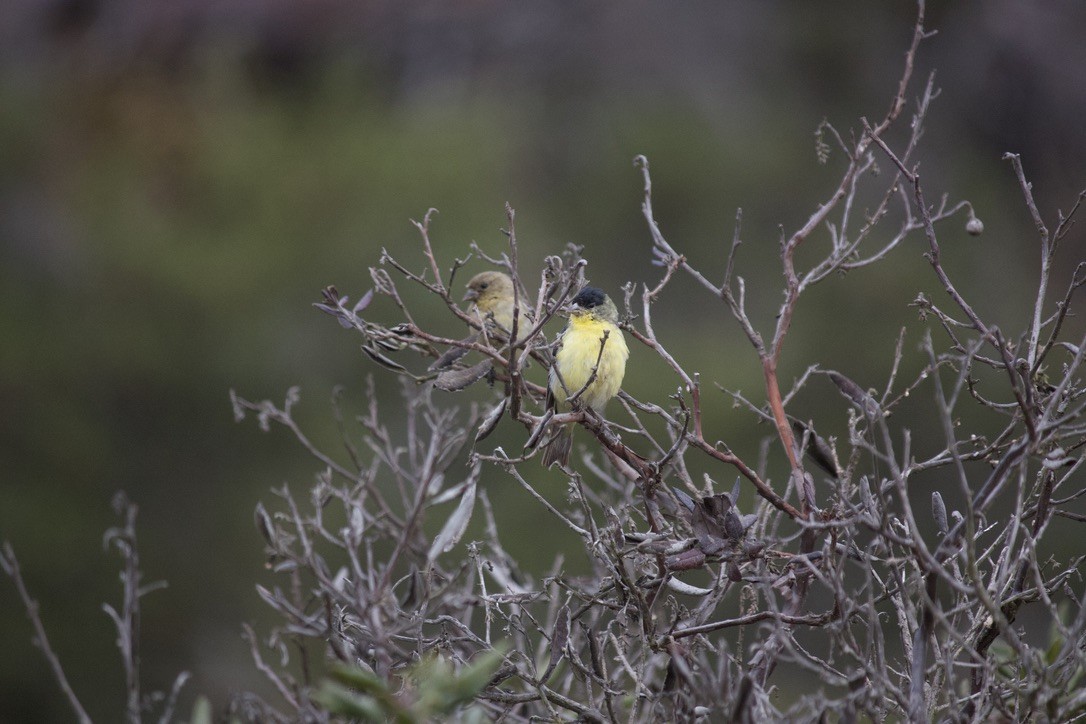 Lesser Goldfinch - ML622104723