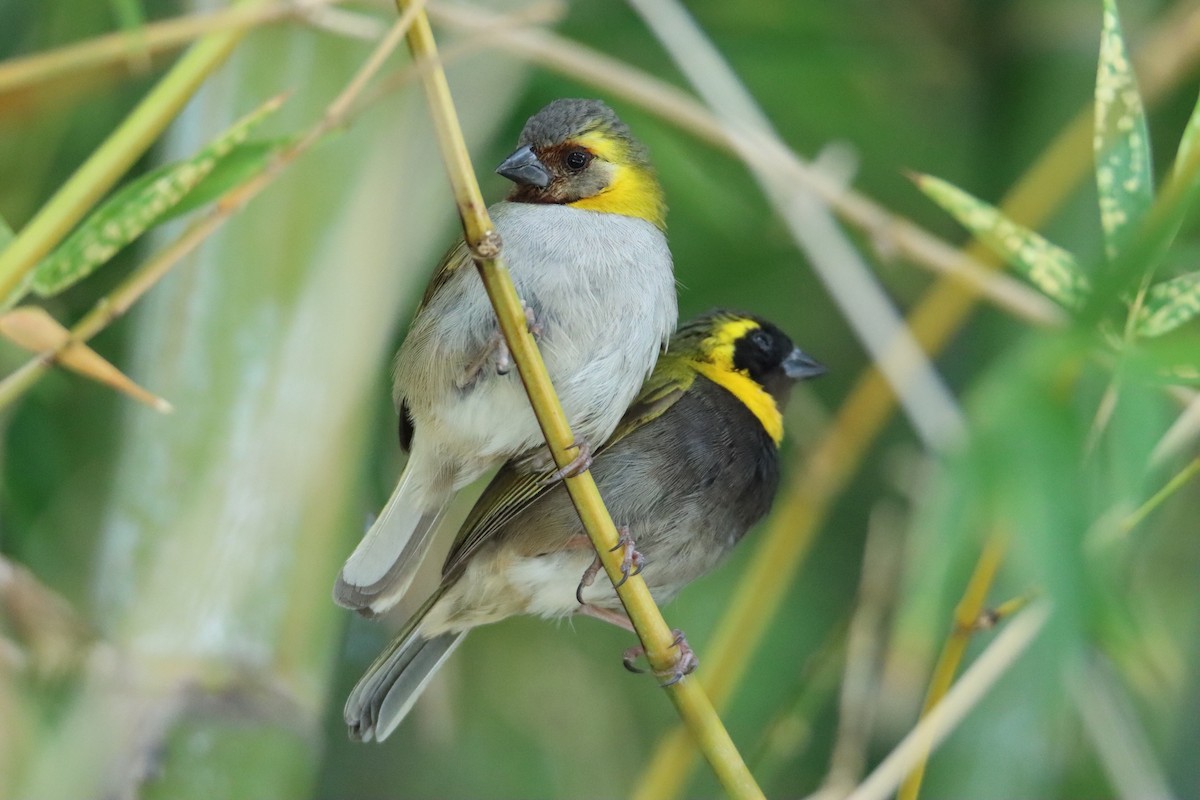 Cuban Grassquit - John Keegan