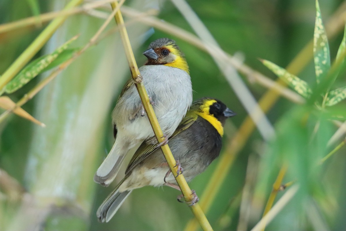 Cuban Grassquit - ML622104725