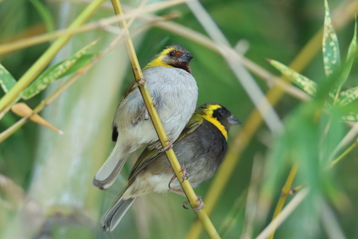 Cuban Grassquit - ML622104726