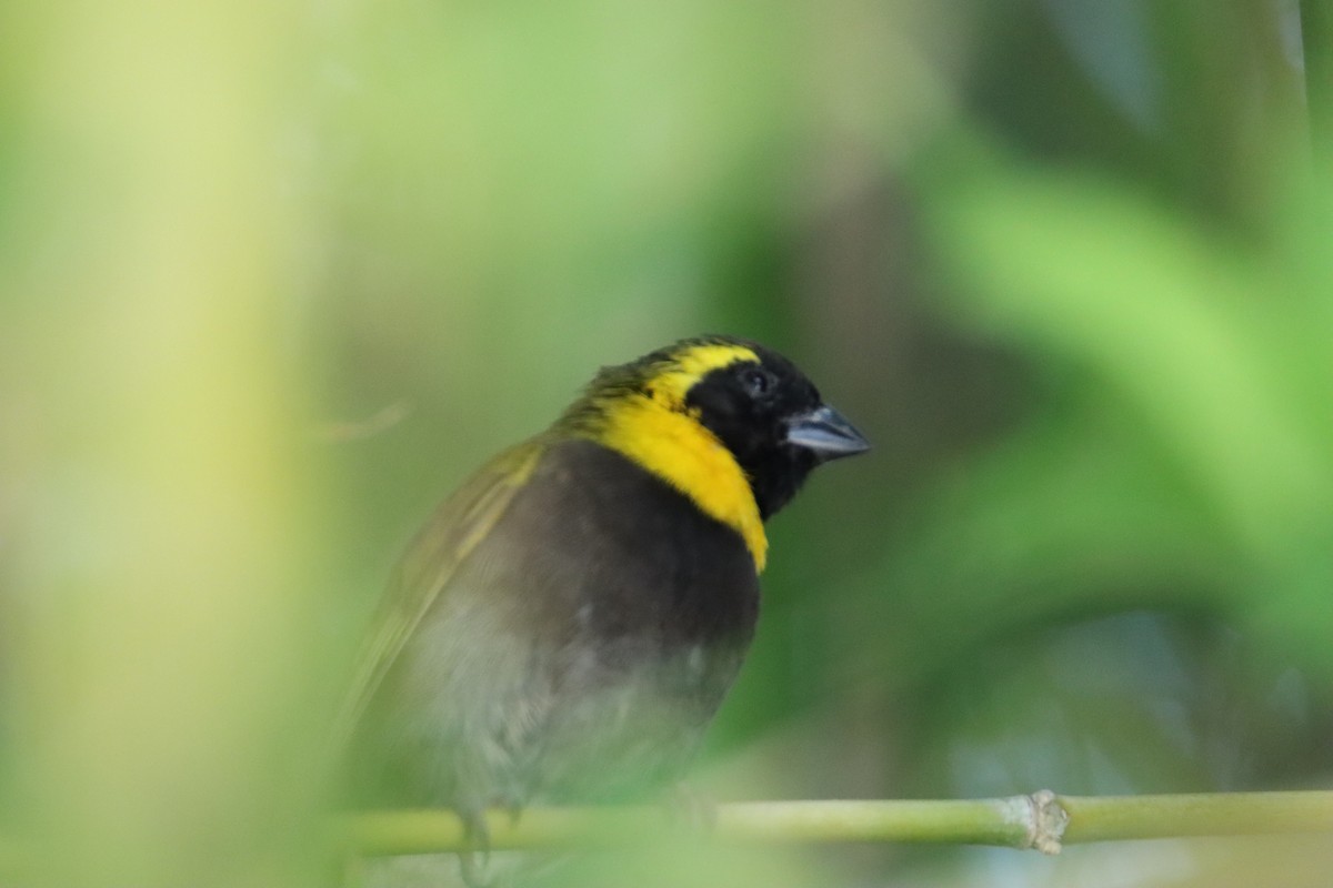 Cuban Grassquit - ML622104727