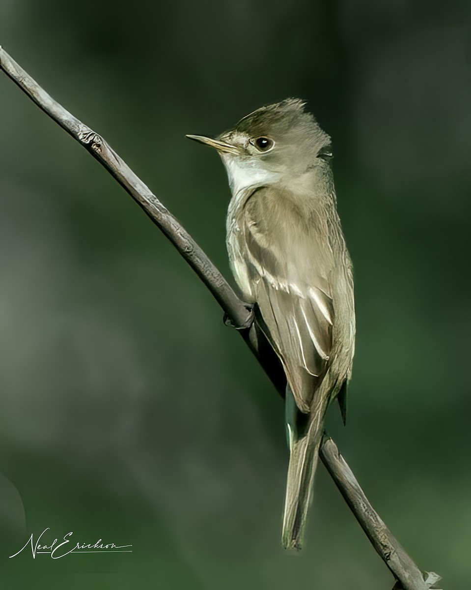 Willow Flycatcher - ML622104729