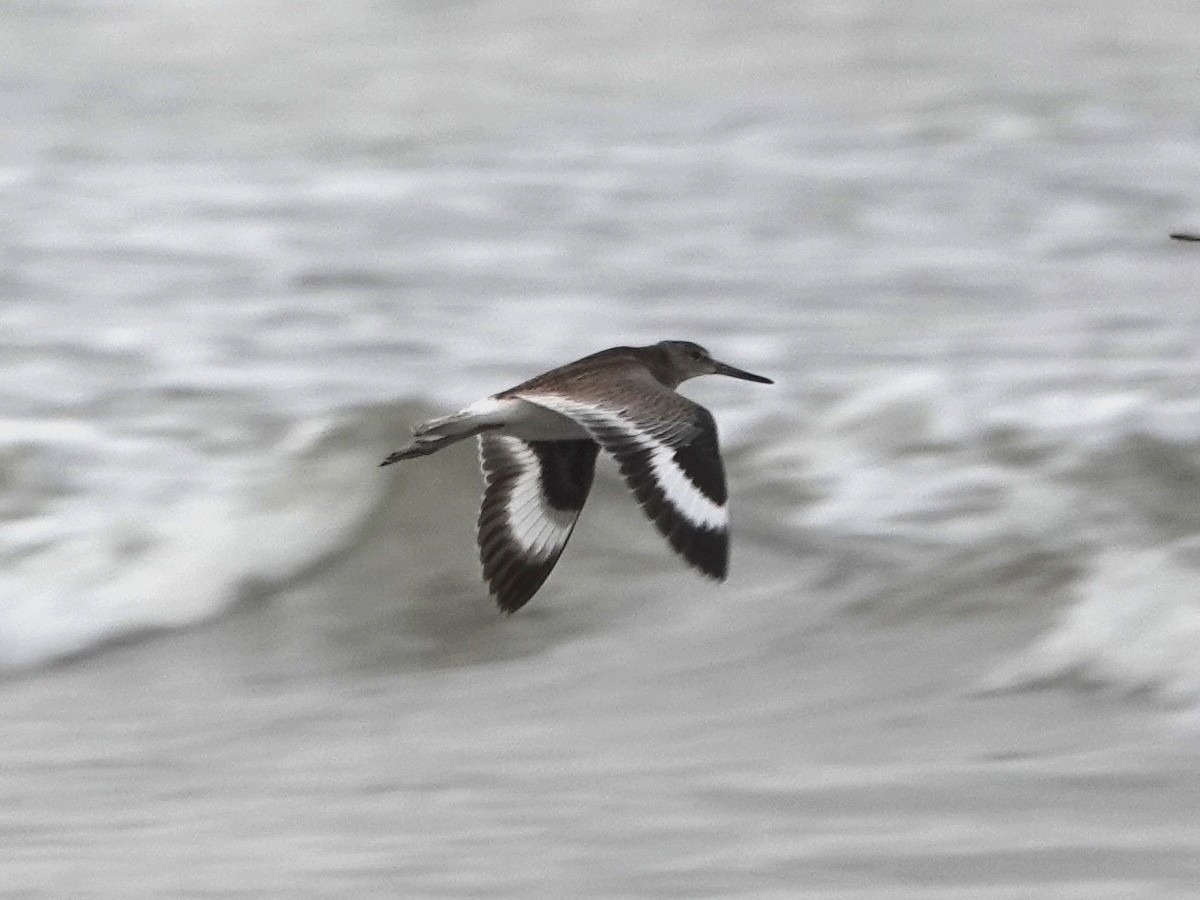 Willet - ML622104730