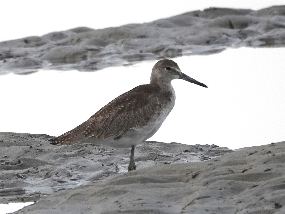 Willet - ML622104732