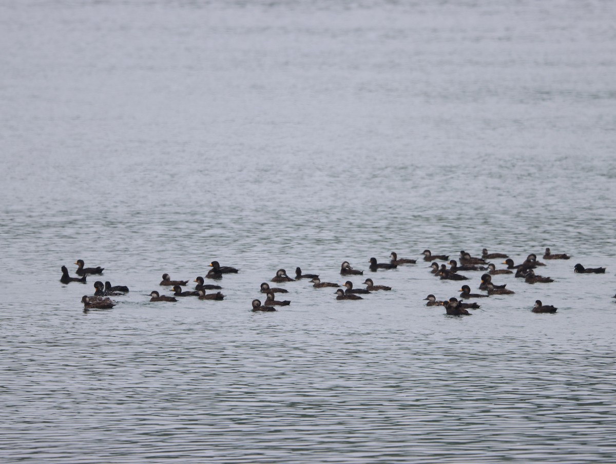 Black Scoter - ML622104737