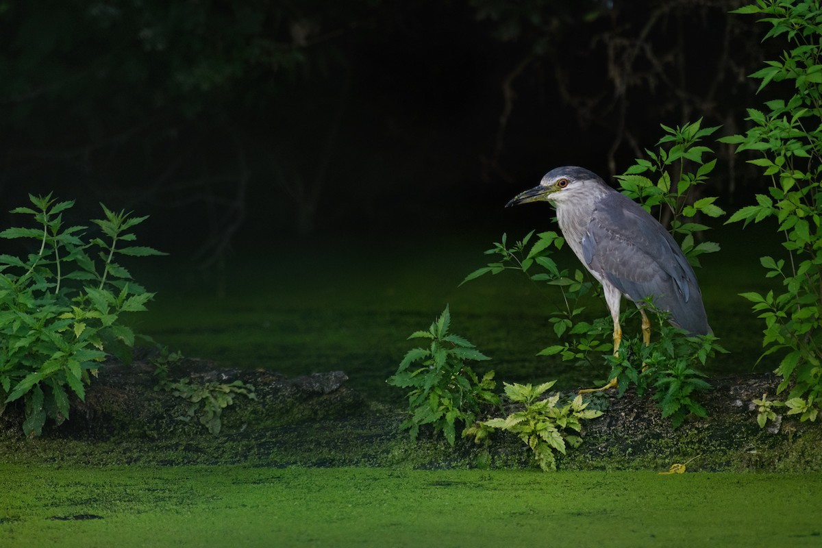 Black-crowned Night Heron - ML622104776