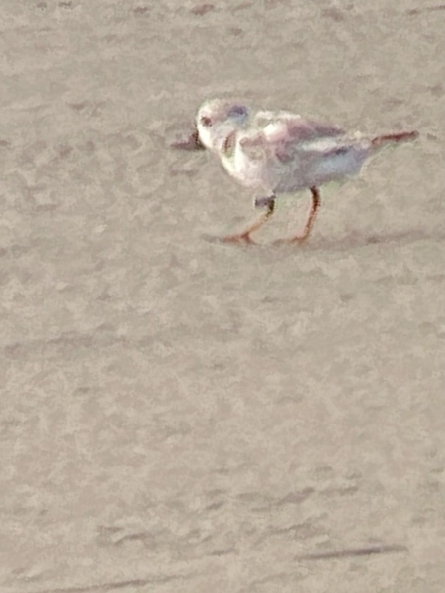 Piping Plover - ML622104822