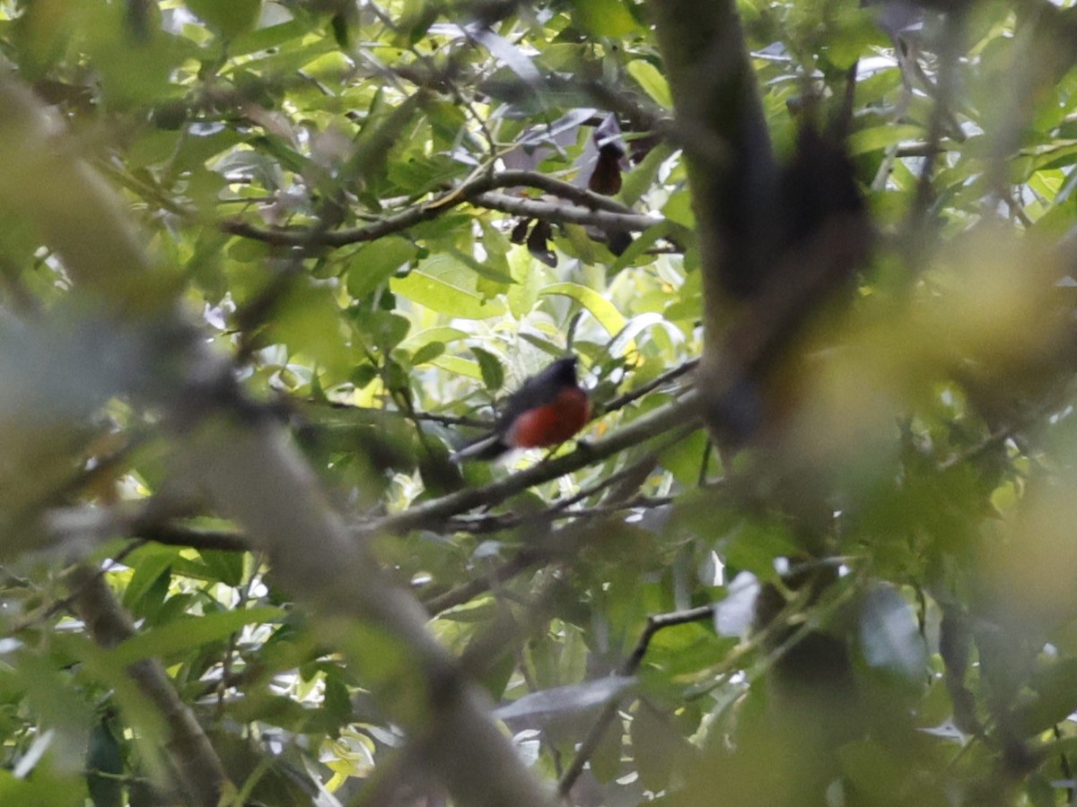 Slate-throated Redstart - ML622104824