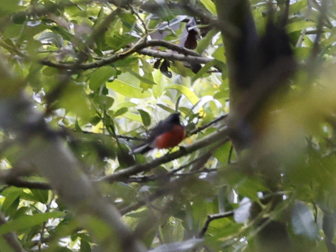 Slate-throated Redstart - ML622104825