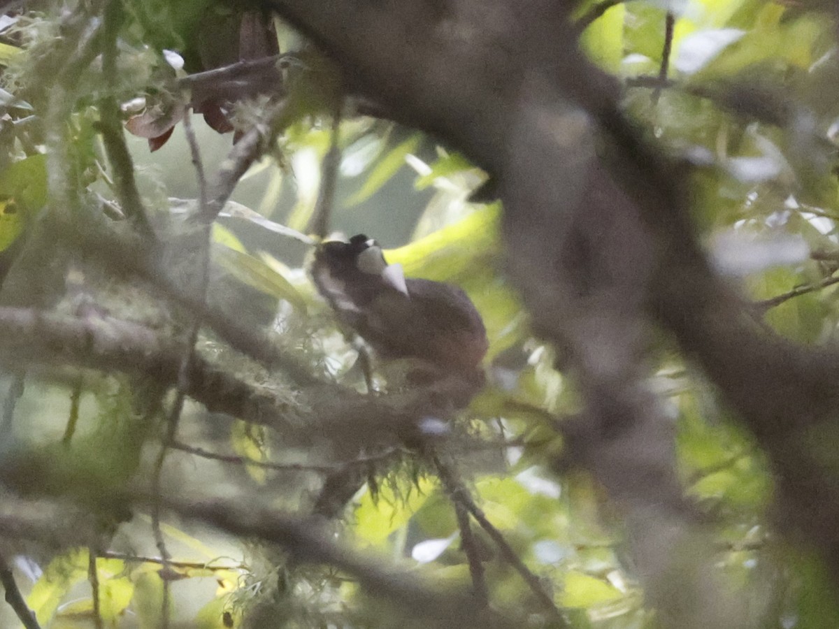 Slate-throated Redstart - ML622104826